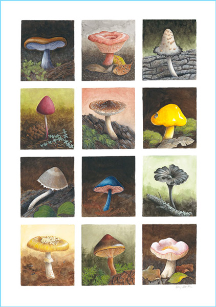 12 Mushrooms