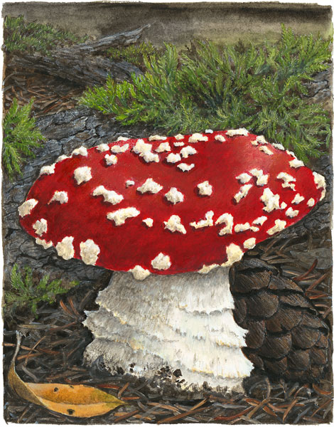 蘑菇1