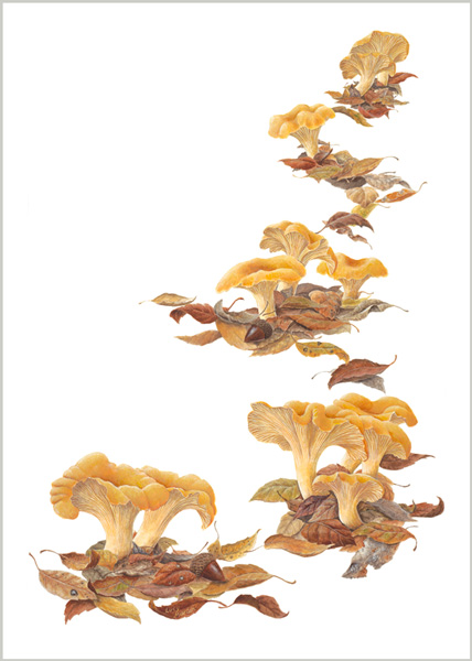 Chantrelles