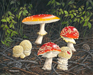 Amanita muscaria