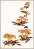 Chanterelles