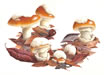 Coccoras