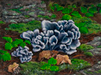 On the Forest Floor