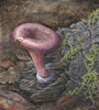 morel