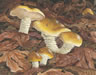 Shaggy Stemmed Mushrooms