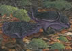 VioletHedgehogs