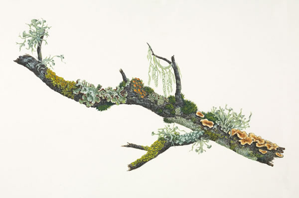 Small Branch with Lichens and Fungi