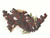 Lichen