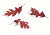 Oak Leaves