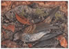 Song Sparrow