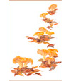 Chanterelles
