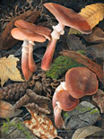 Honey Mushrooms