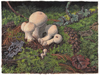 Gemmed Puffballs
