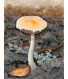 Stropharia ambigua
