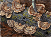 Turkey Tails