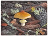 Yellow Veiled Amanita