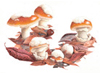 Coccoras