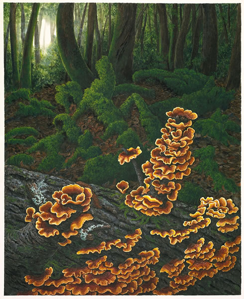 Fallen Tree Dreams of Life