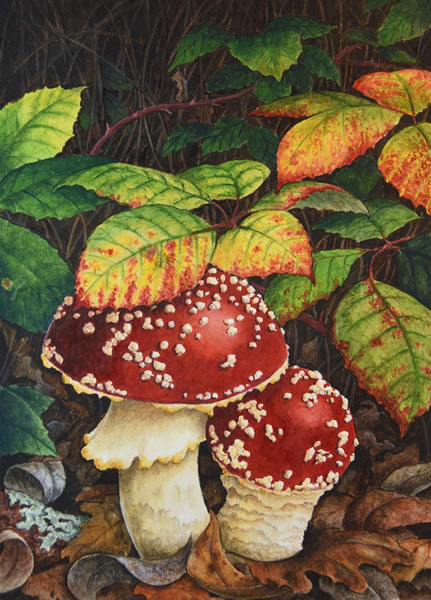 Walk in the Forest