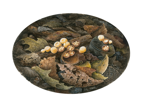 Bird's Nest Mushrooms