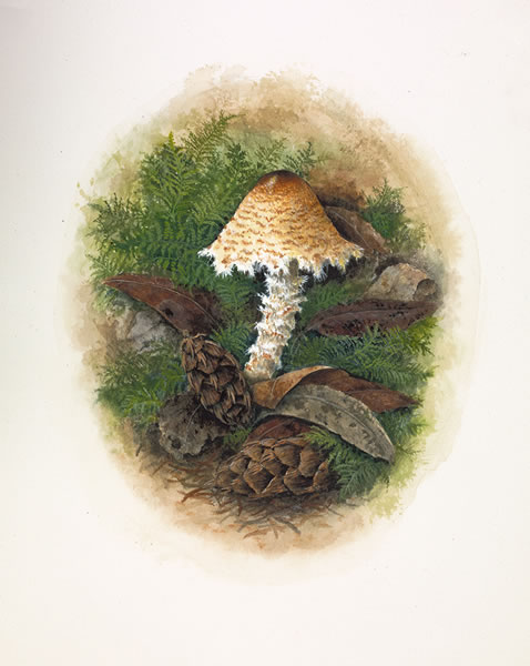 Lepiota magnispora