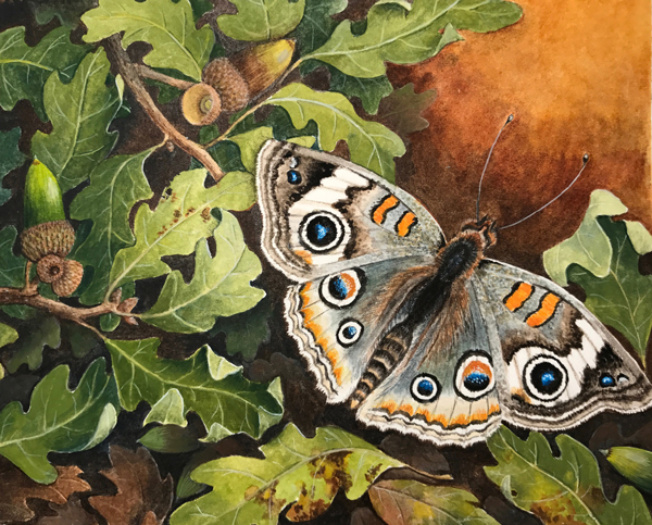 Common Buckeye Butterfly