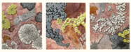 Small Lichen Landscape